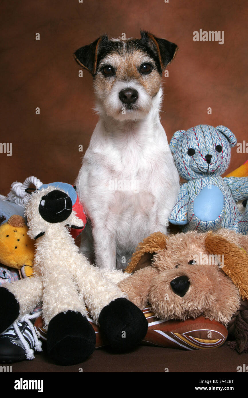 Parson Russell Terrier with toys Stock Photo