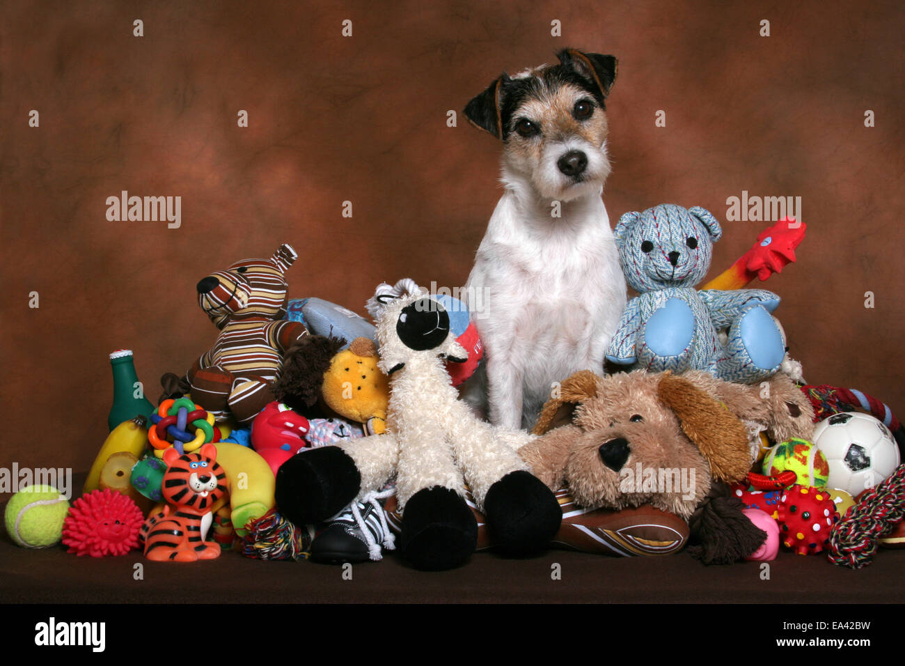 Parson Russell Terrier with toys Stock Photo