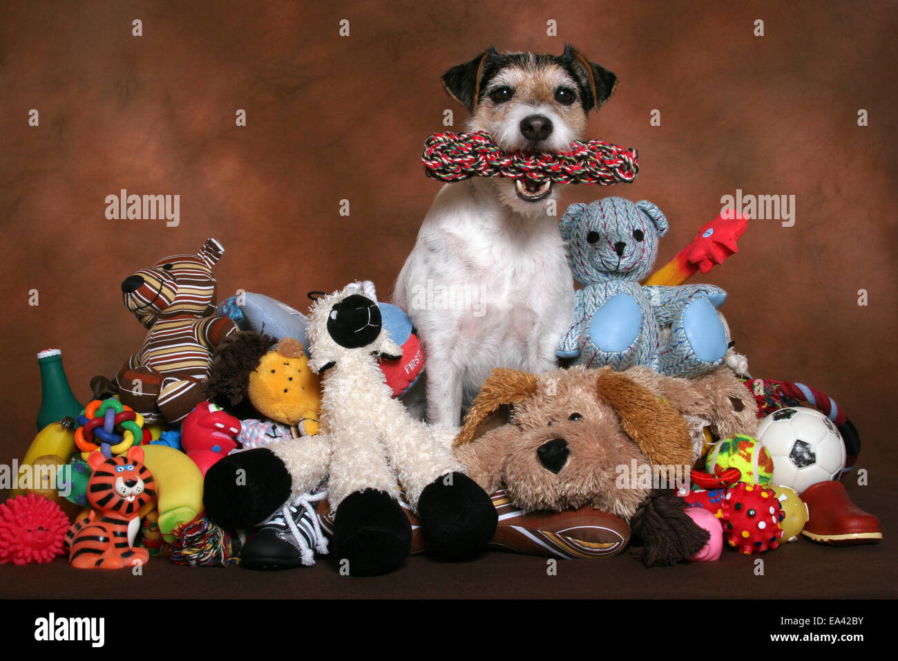 Parson Russell Terrier with toys Stock Photo