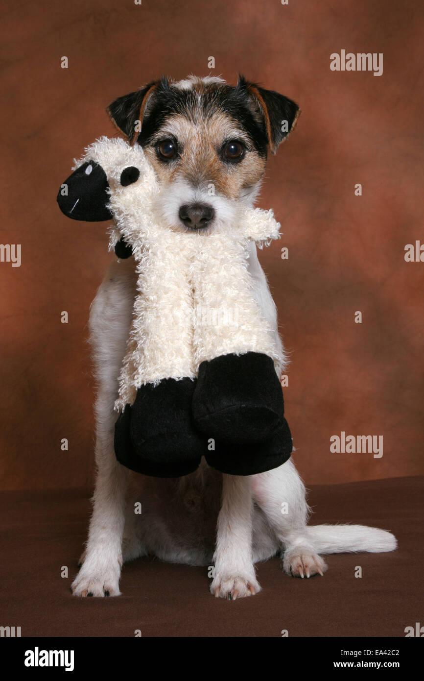 Parson Russell Terrier with toy Stock Photo