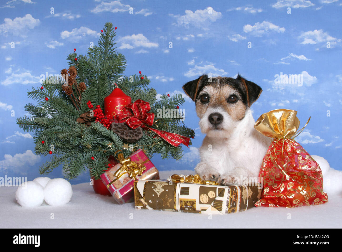 Parson Russell Terrier with gifts Stock Photo Alamy