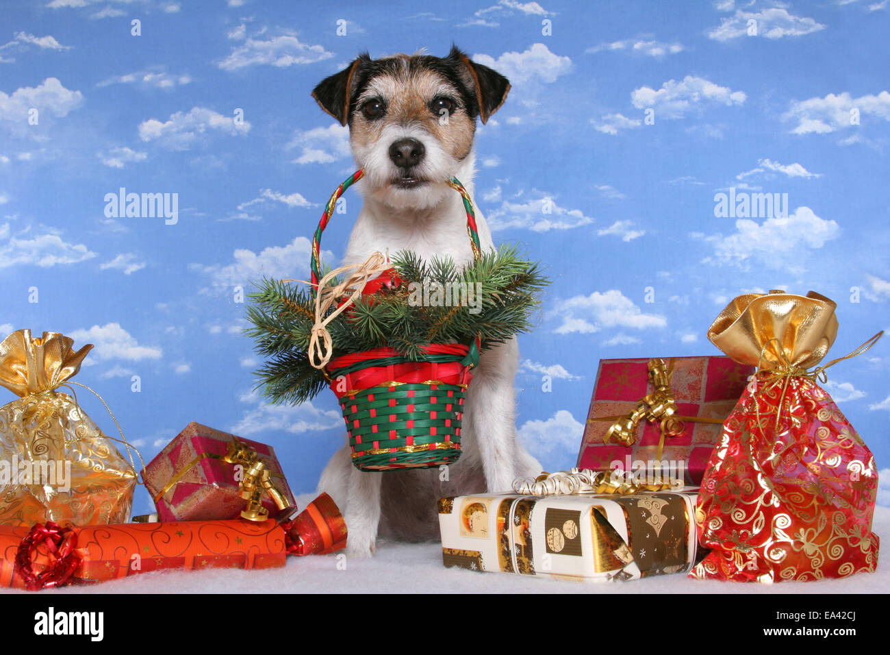 Parson Russell Terrier with gifts Stock Photo Alamy