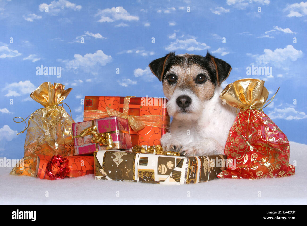 Parson Russell Terrier with gifts Stock Photo Alamy