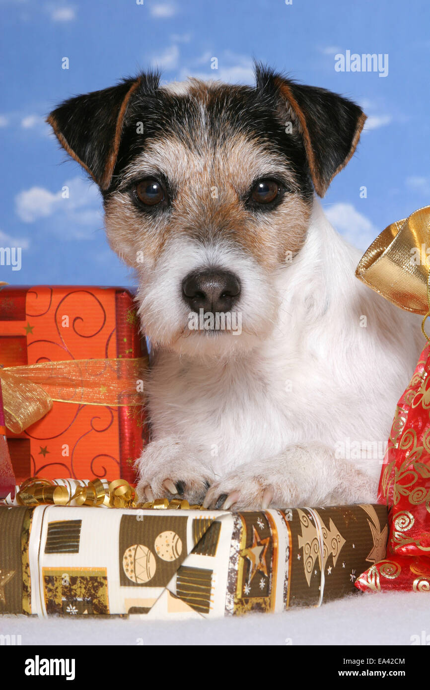 Parson Russell Terrier with gifts Stock Photo Alamy