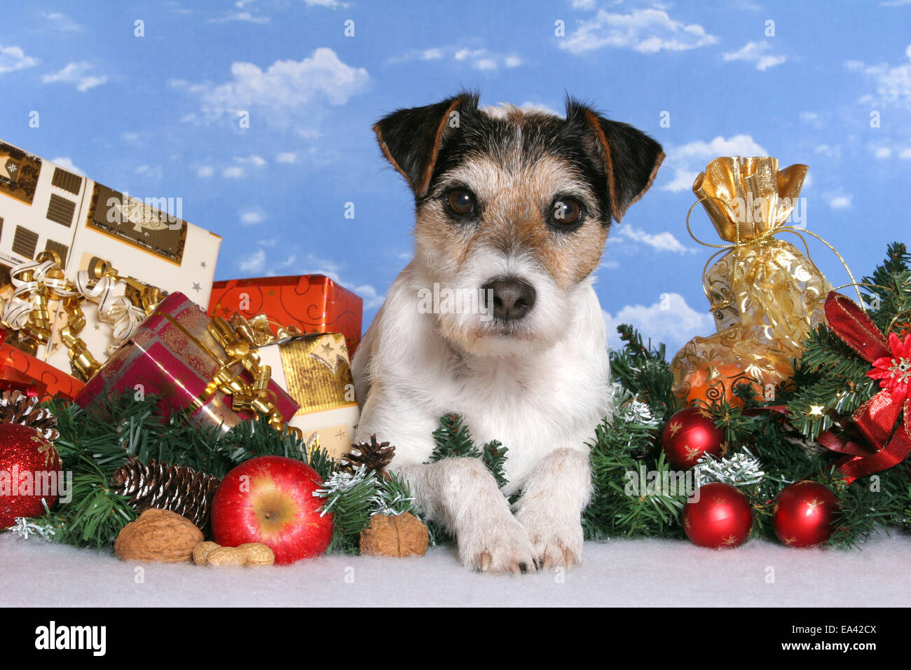 Parson Russell Terrier with gifts Stock Photo Alamy