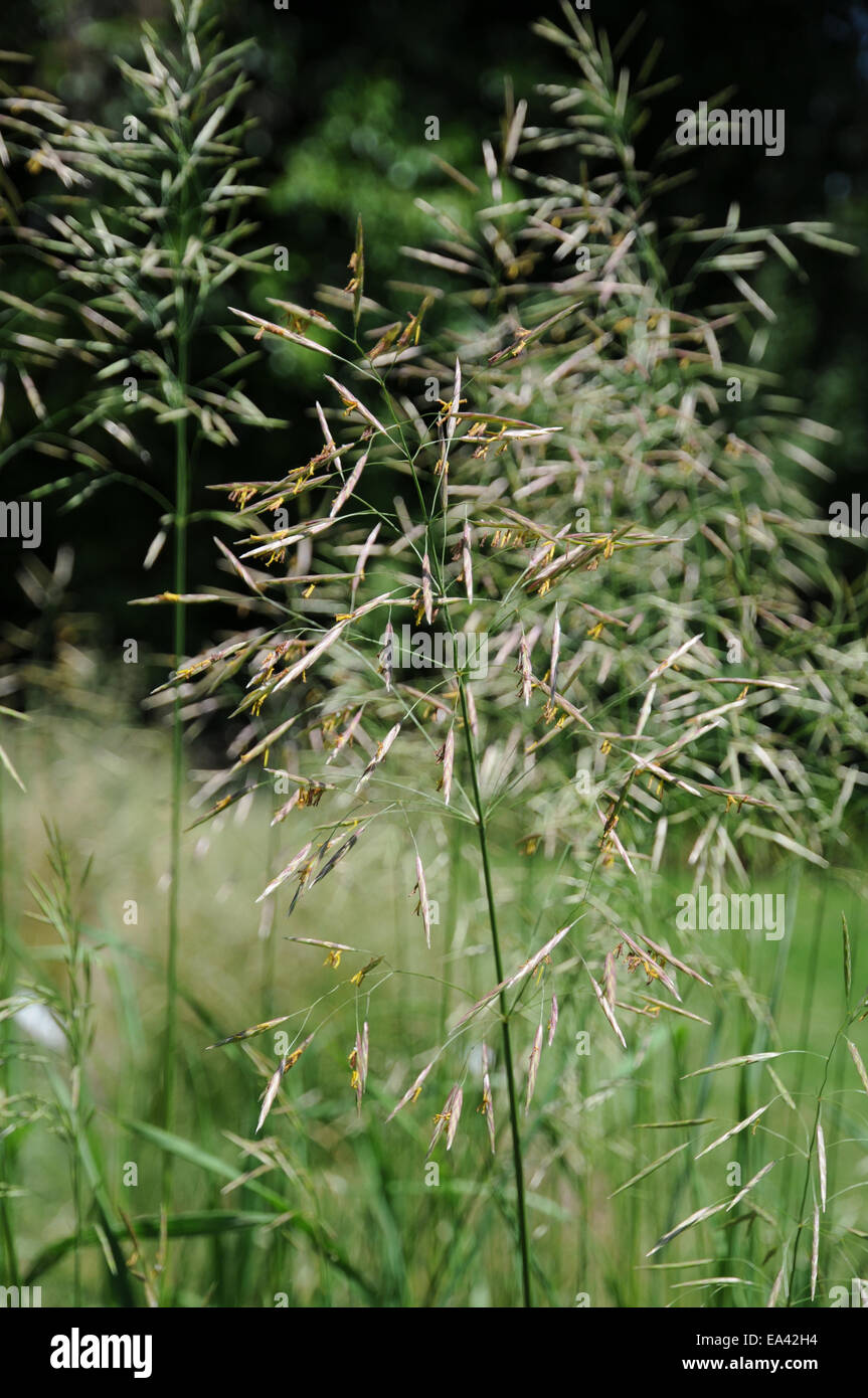 Brome grass Stock Photo