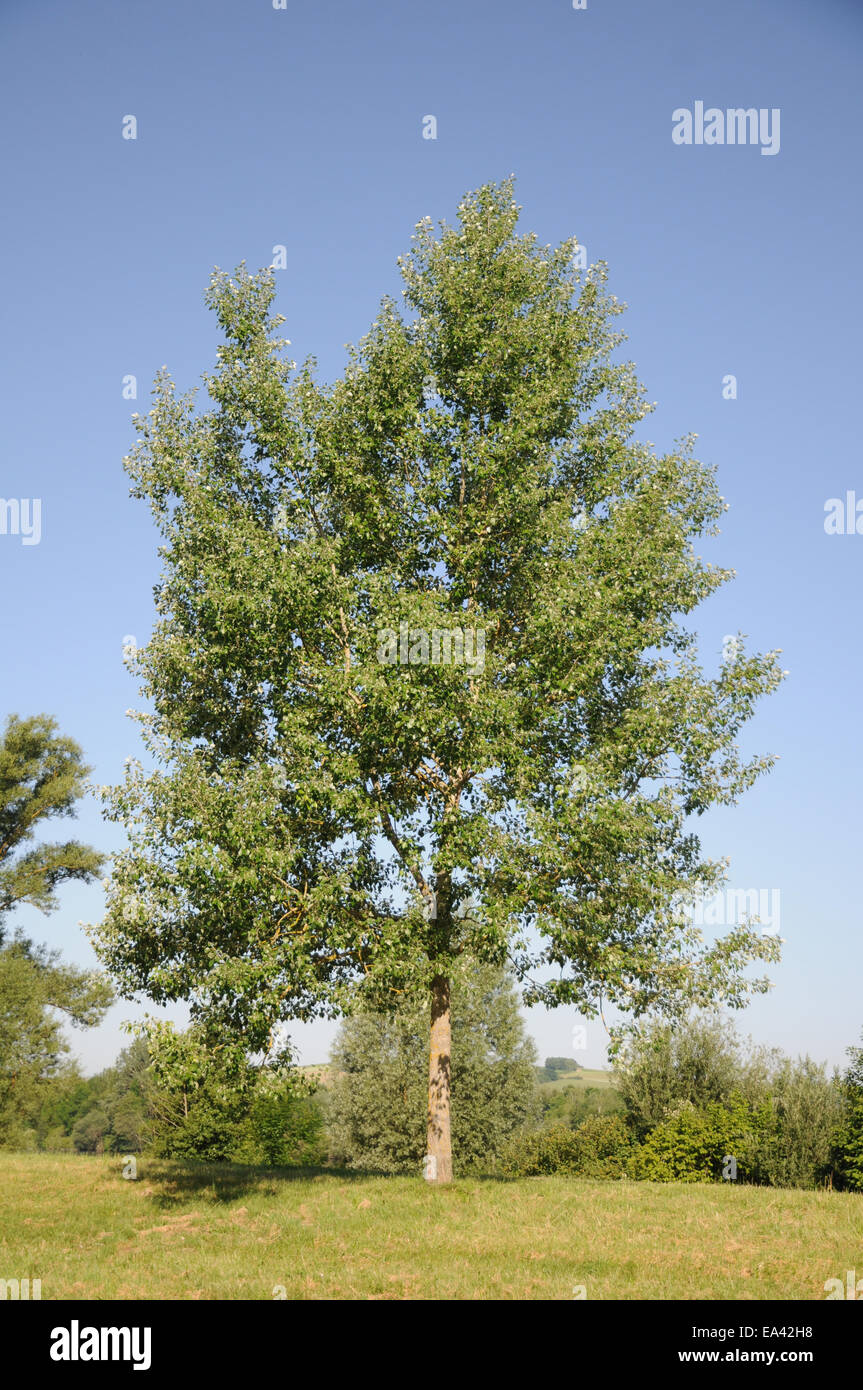 White poplar leaf hires stock photography and images Alamy