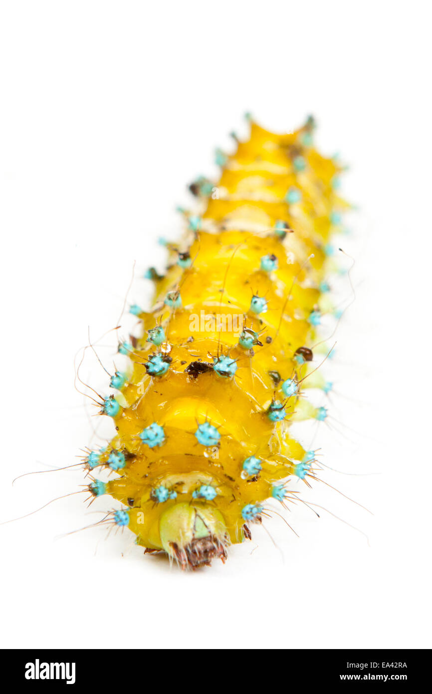 large caterpillar Stock Photo
