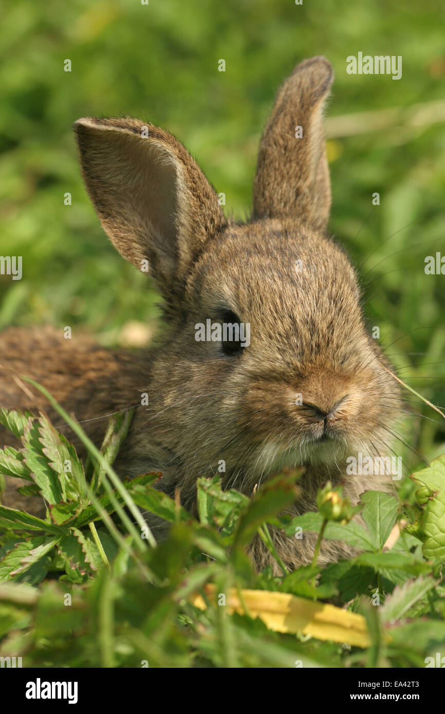 young dwarf rabbit Stock Photo Alamy