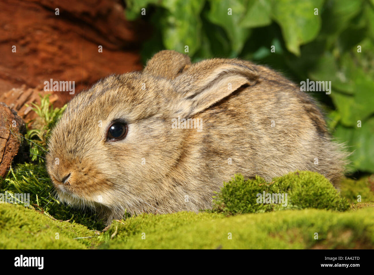 young dwarf rabbit Stock Photo Alamy