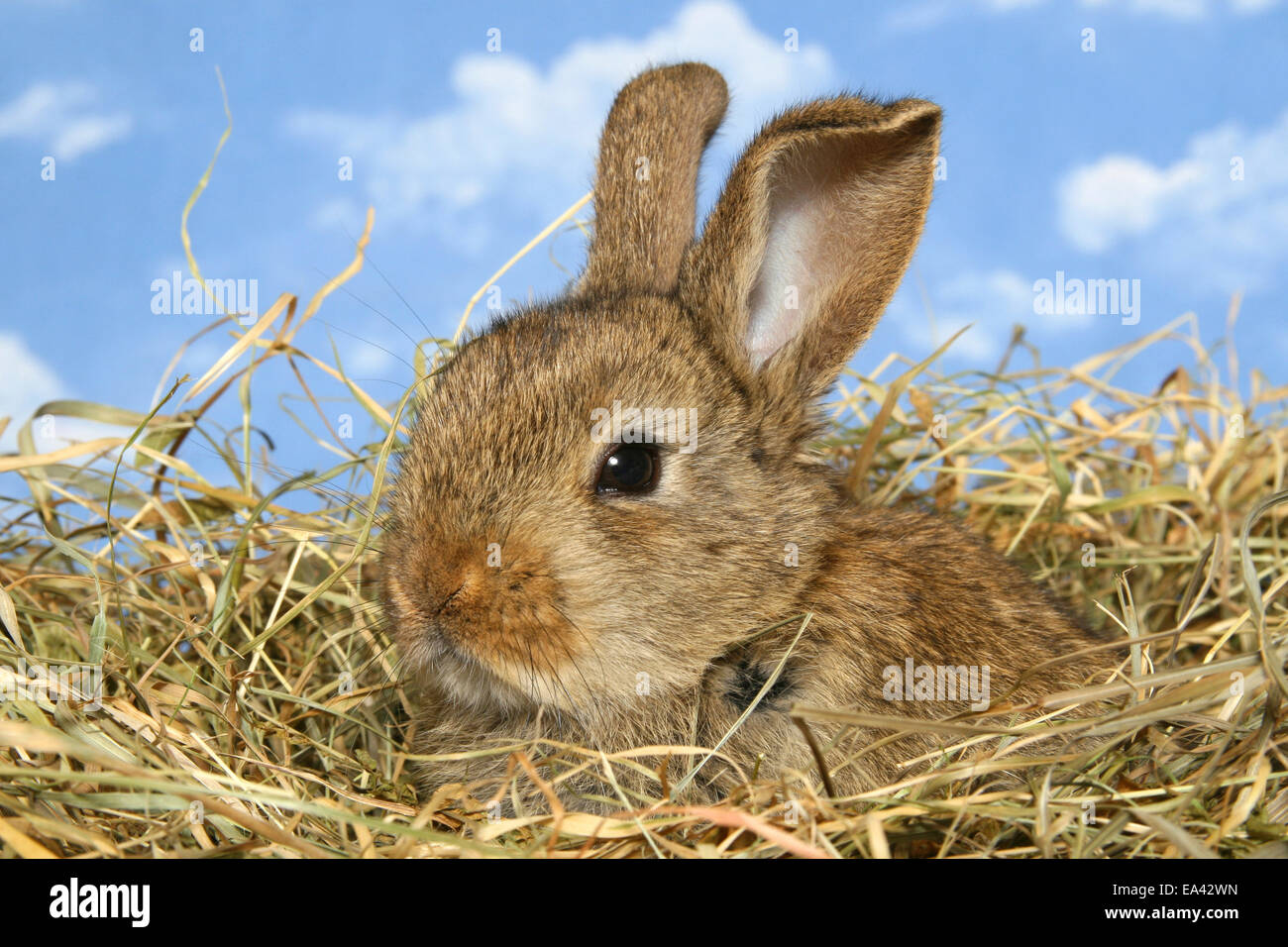 Cloudy sky studio rabbit hi-res stock photography and images - Alamy