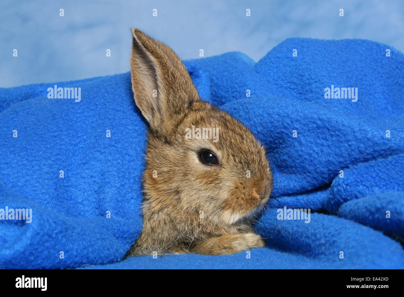 young dwarf rabbit Stock Photo Alamy