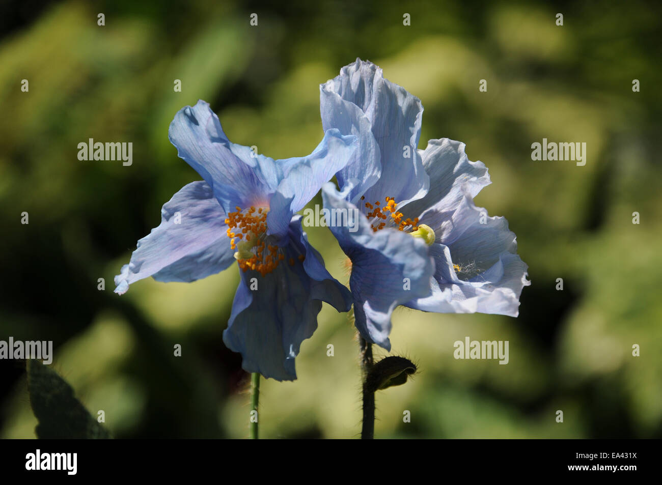 Blue poppy Stock Photo
