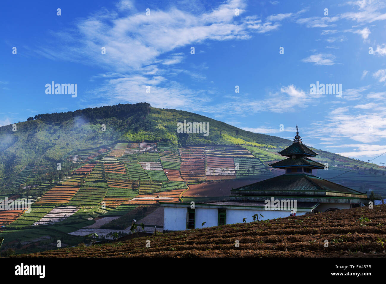 Field in Java Stock Photo Alamy