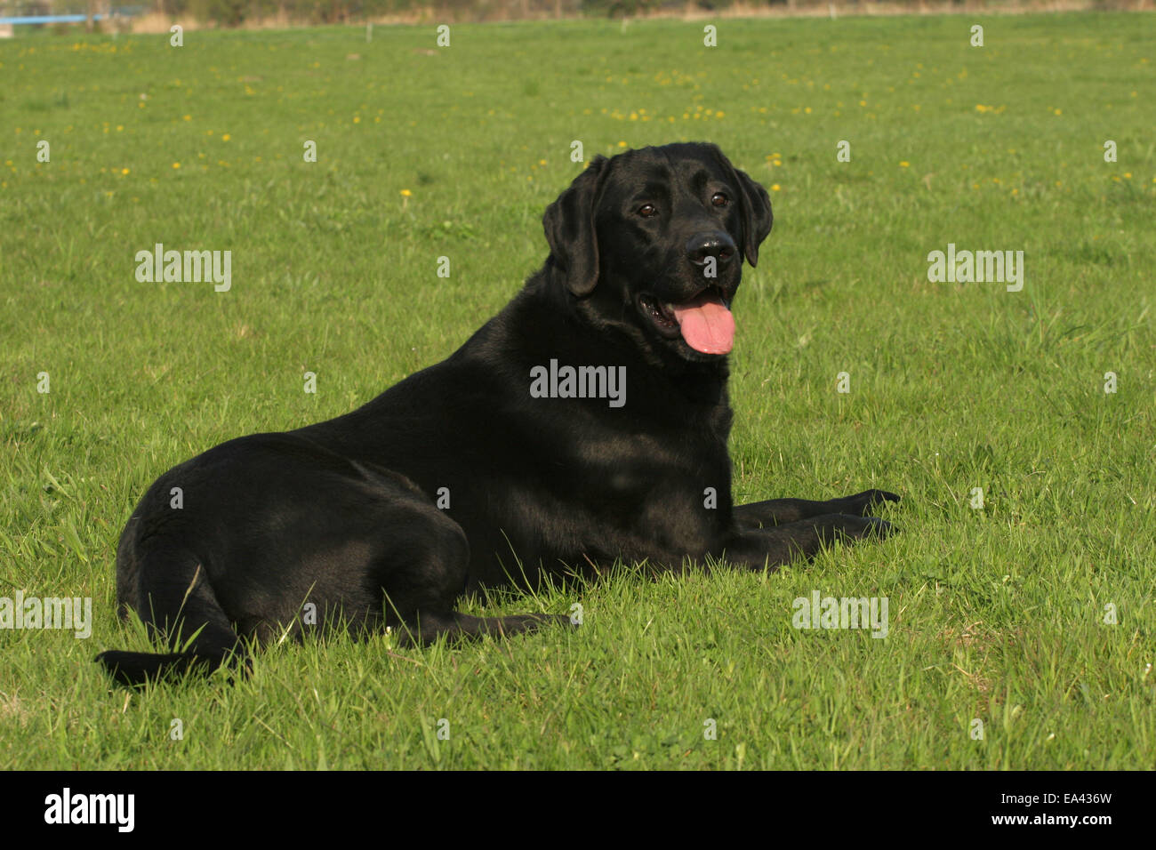 Labrador Retriever Stock Photo