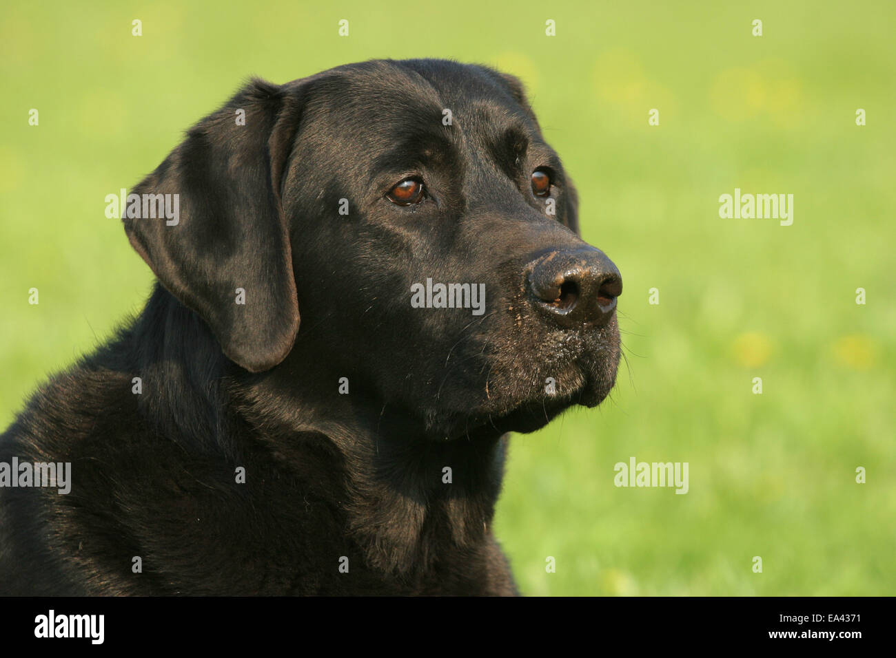 Labrador Retriever Portrait Stock Photo