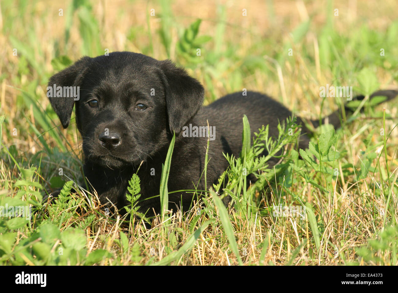 Cute black labrador retriever puppy hi-res stock photography and images ...