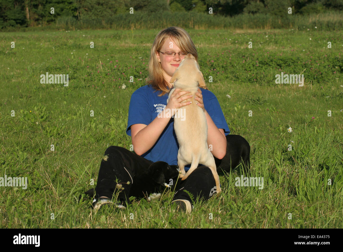 girl with Labrador Retriever Puppies Stock Photo