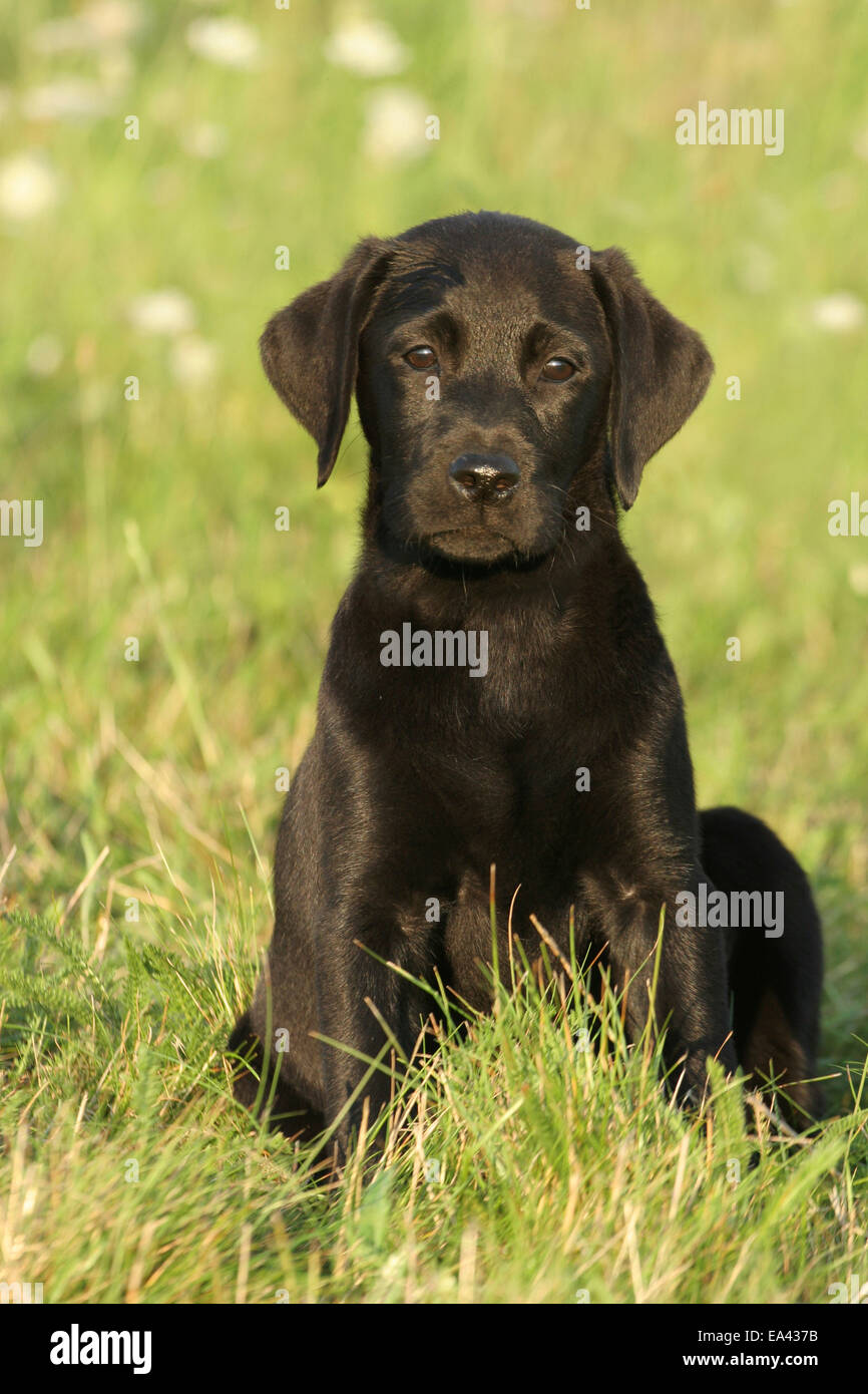 Cute black labrador retriever puppy hi-res stock photography and images ...