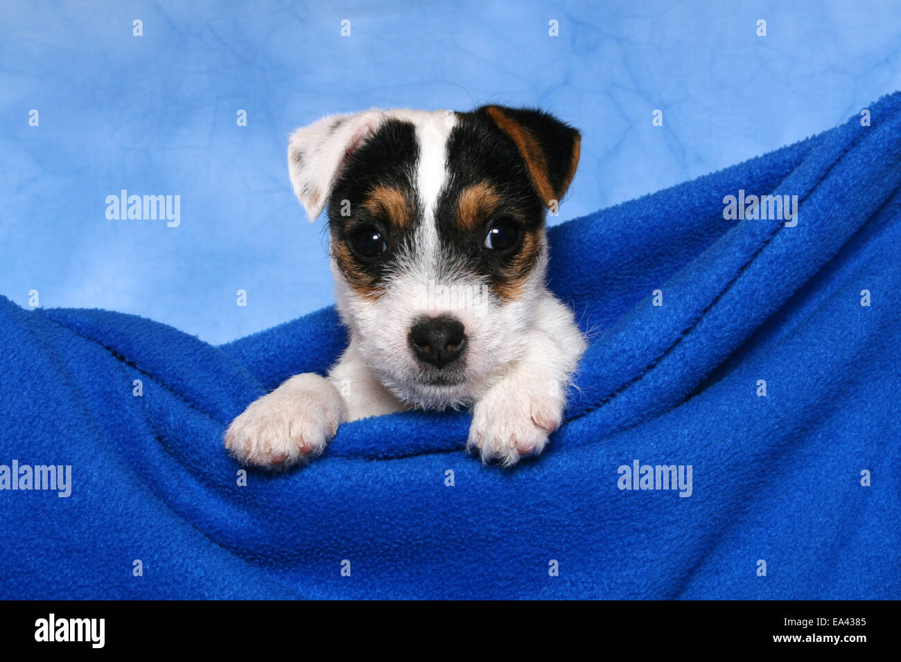 Parson Russell Terrier Puppy Stock Photo