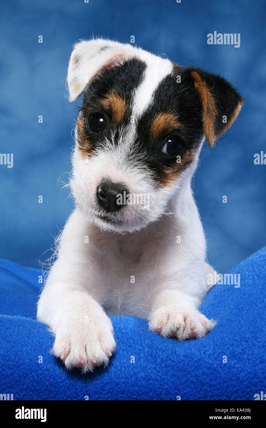 Parson Russell Terrier Puppy Stock Photo Alamy