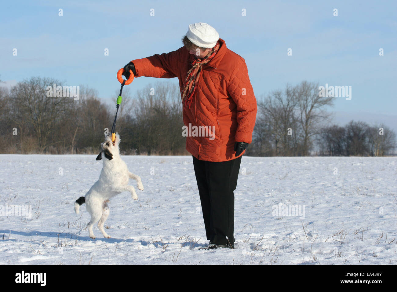 playing Parson Russell Terrier Stock Photo