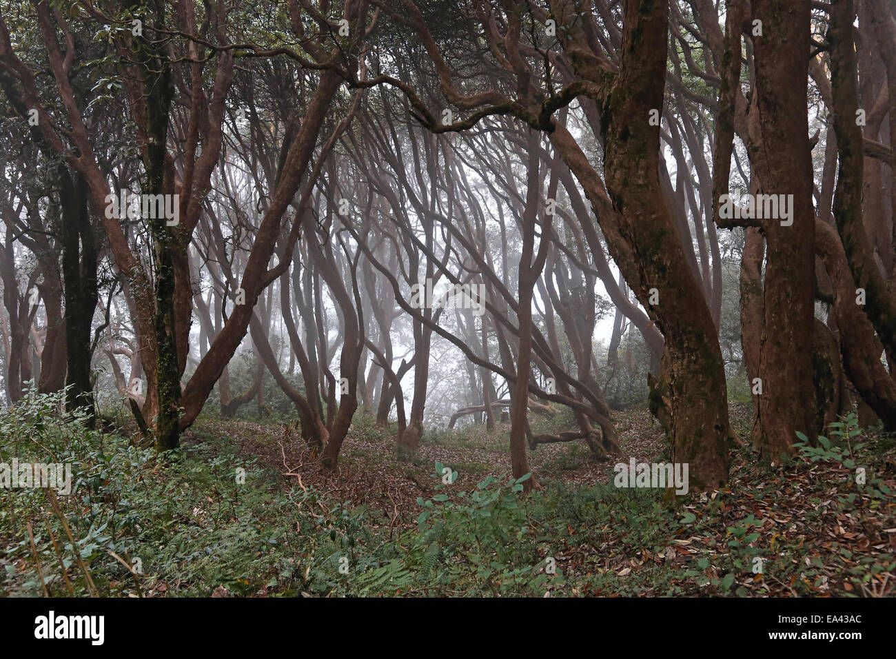 Wet boreal forest hi-res stock photography and images - Alamy