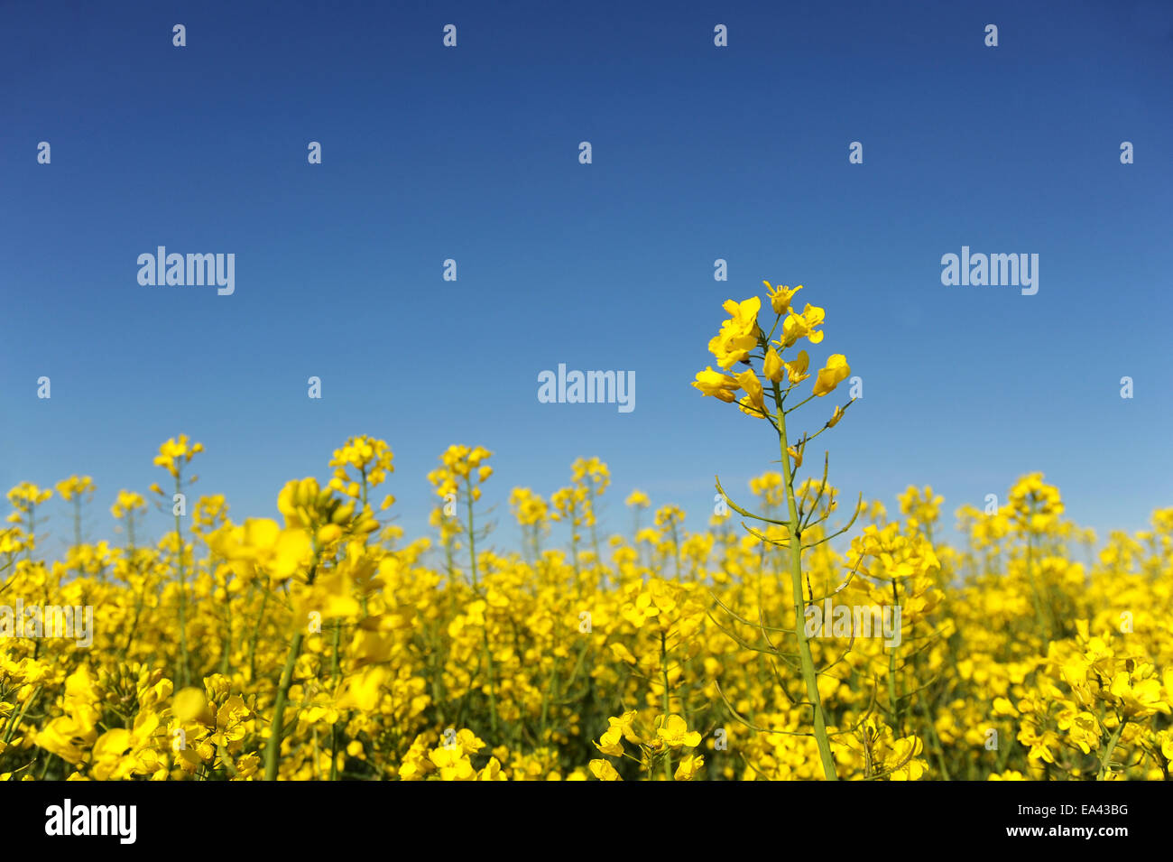 Rape field and blue sky Stock Photo - Alamy