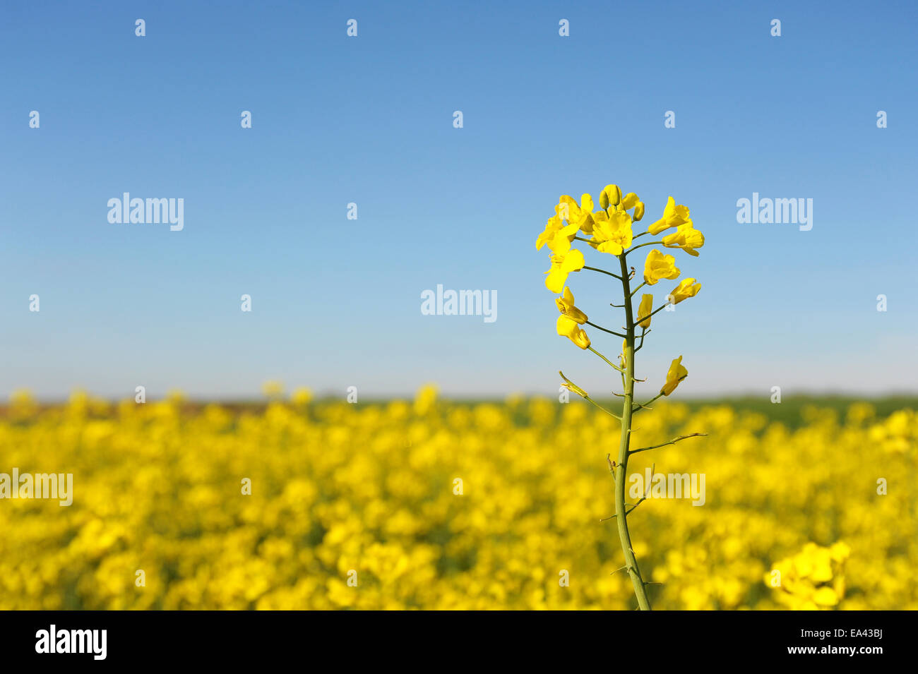 Rape field and blue sky Stock Photo - Alamy