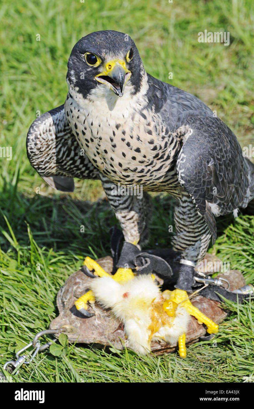 Peregrine Falcon with its prey, Germany Stock Photo