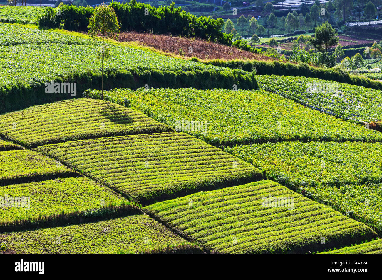 Field in Java Stock Photo Alamy