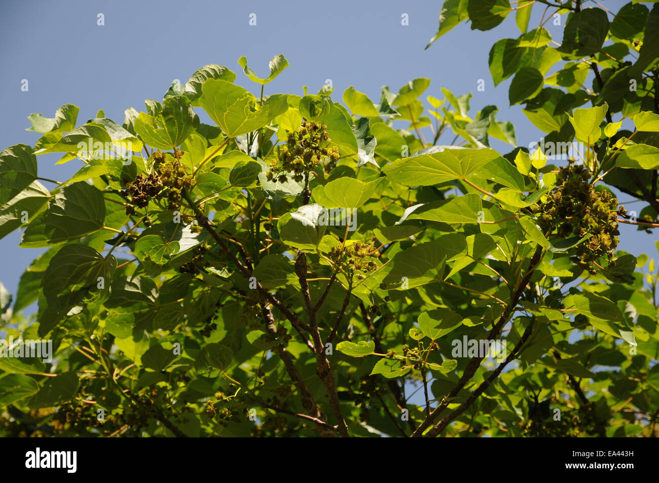 Igiri tree Stock Photo