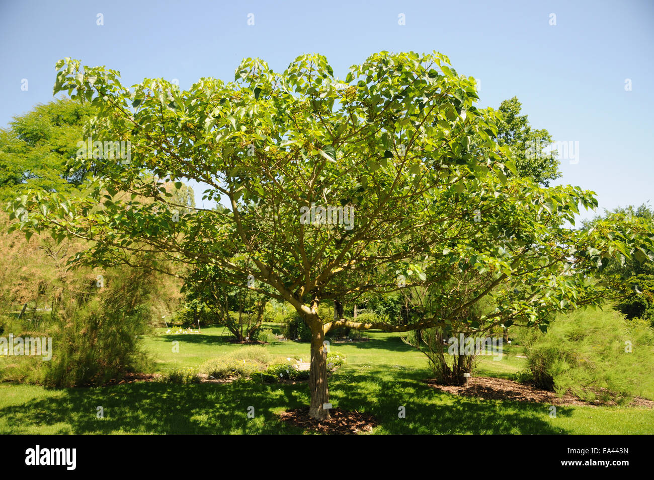 Igiri tree Stock Photo