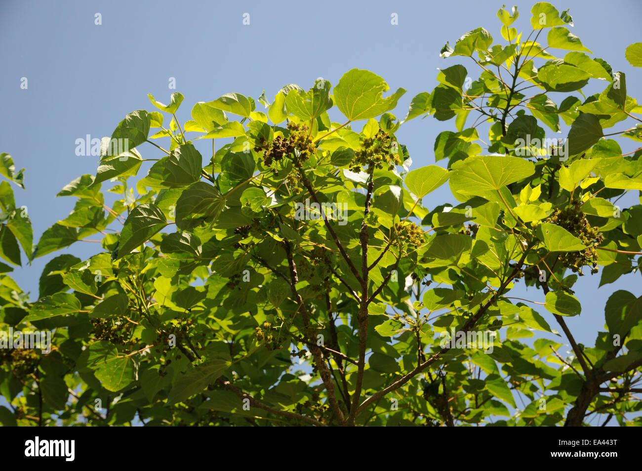 Igiri tree Stock Photo