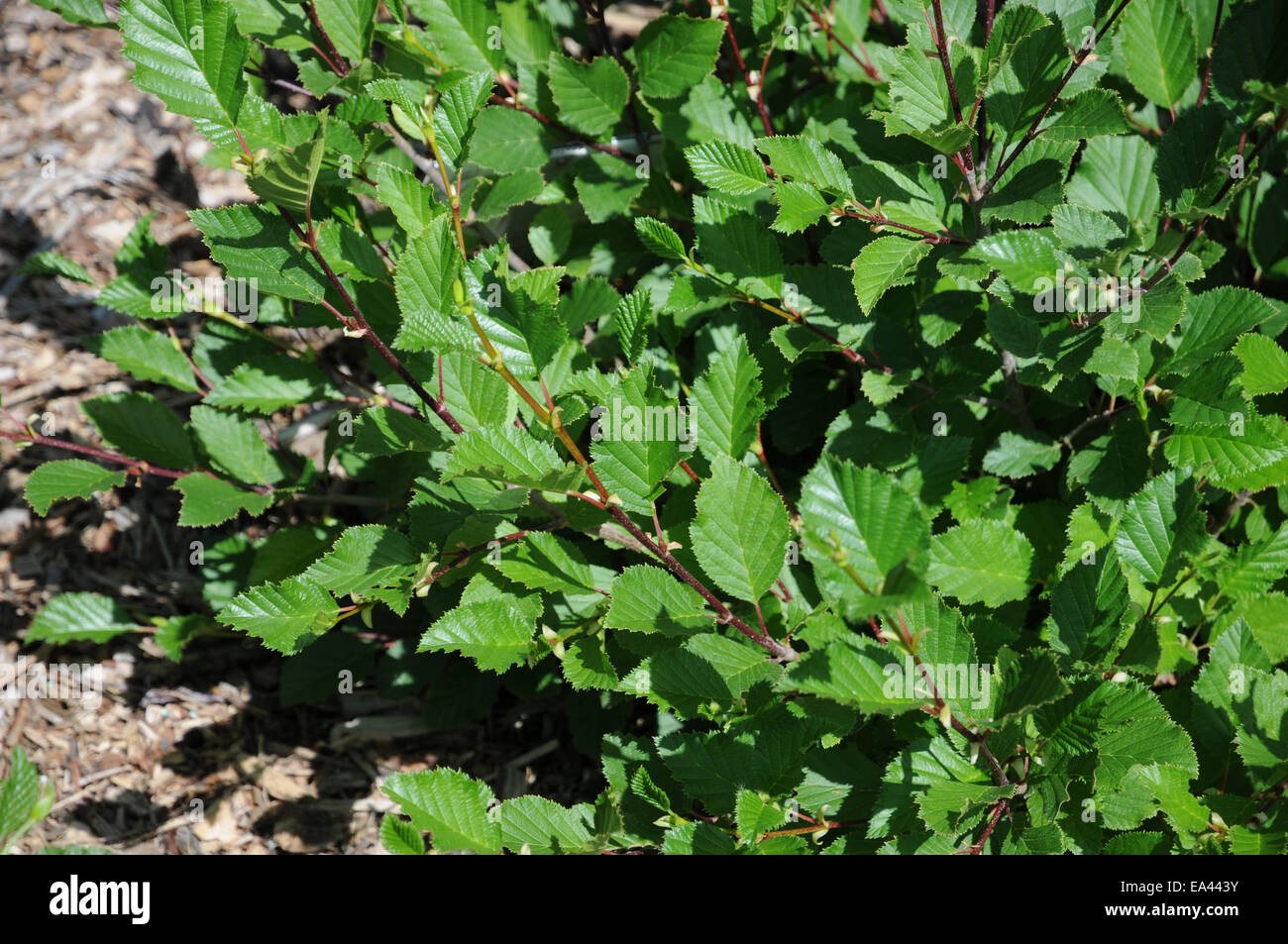 Alnus viridis green alder hires stock photography and images Alamy