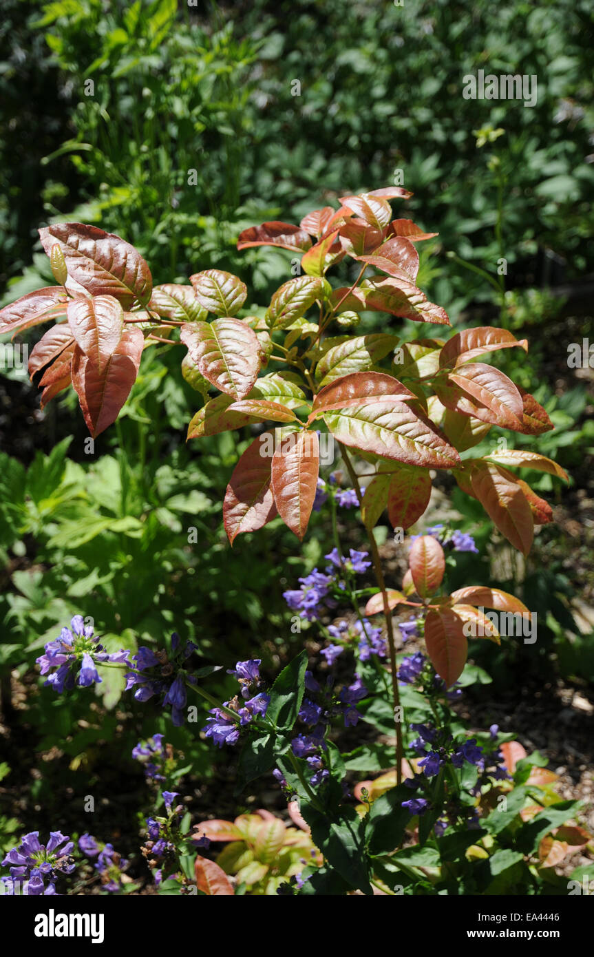 Sorrel tree Stock Photo