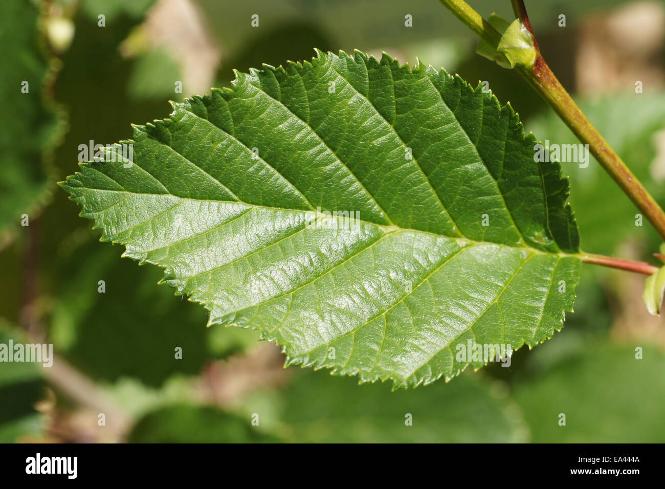 Alnus viridis green alder hires stock photography and images Alamy