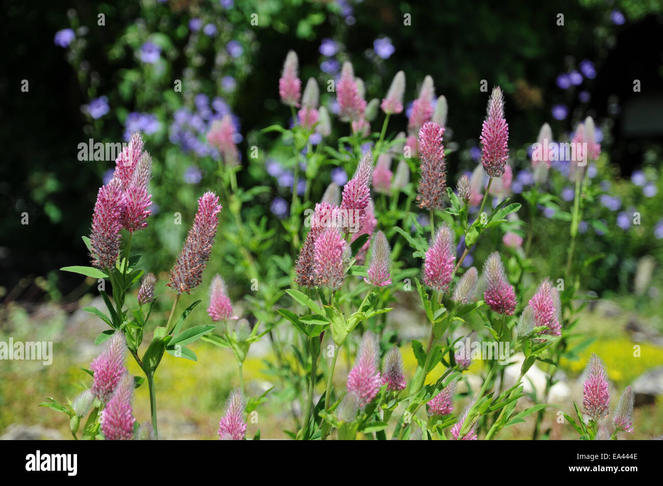 Red clover Stock Photo