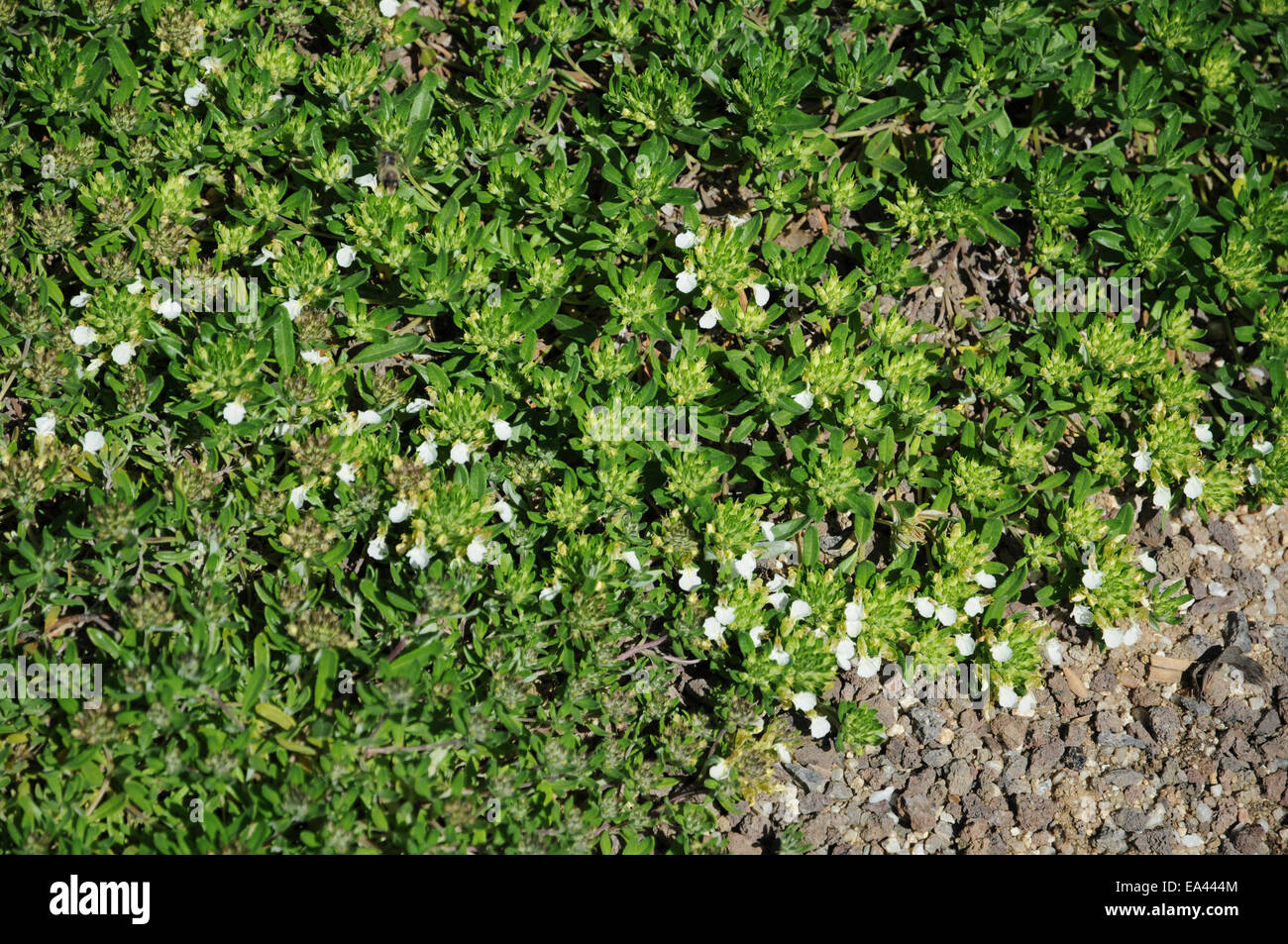 Mountain germander Stock Photo