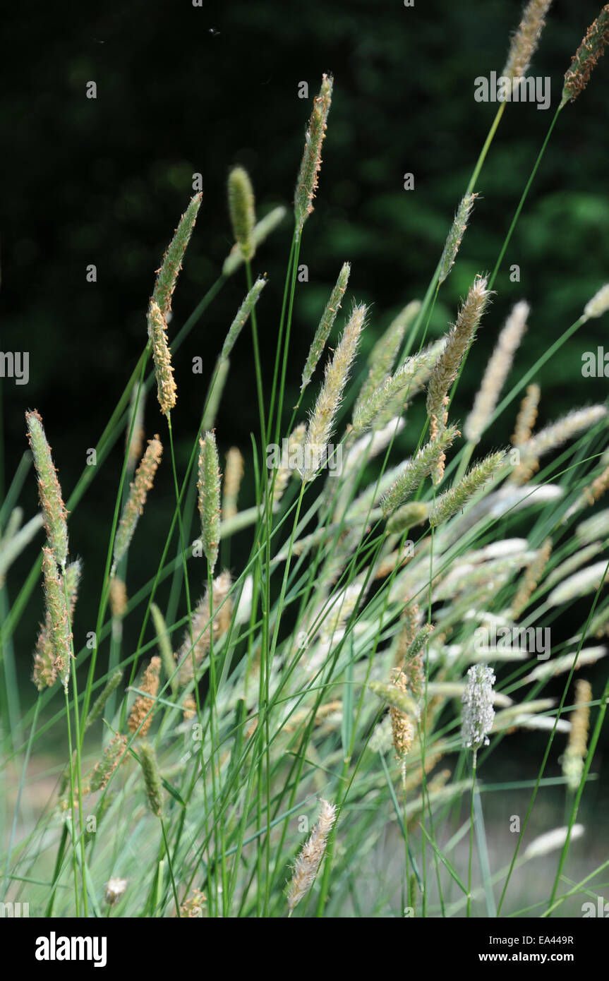 Meadow foxtail Stock Photo