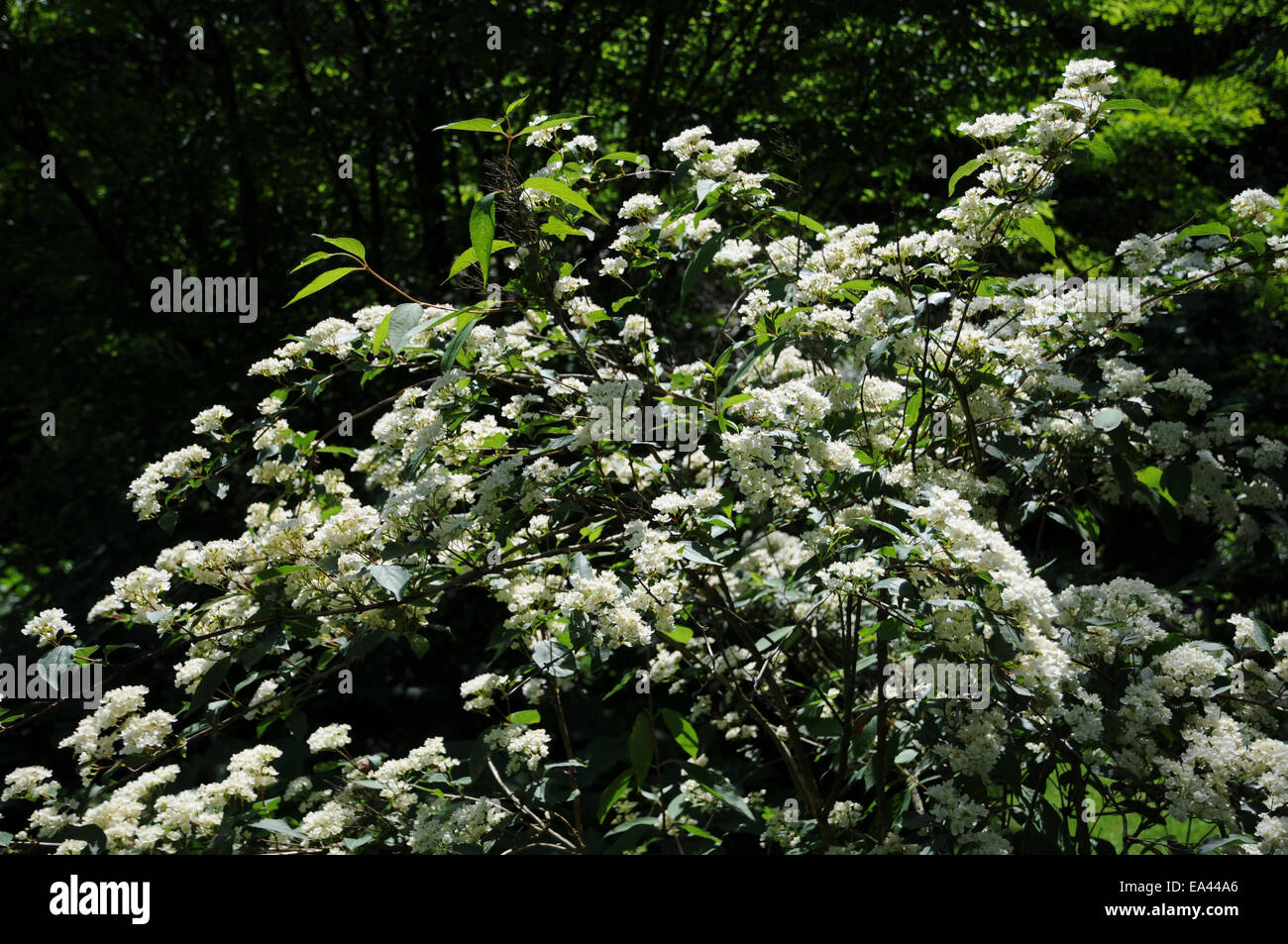 Deutzia parviflora Stock Photo