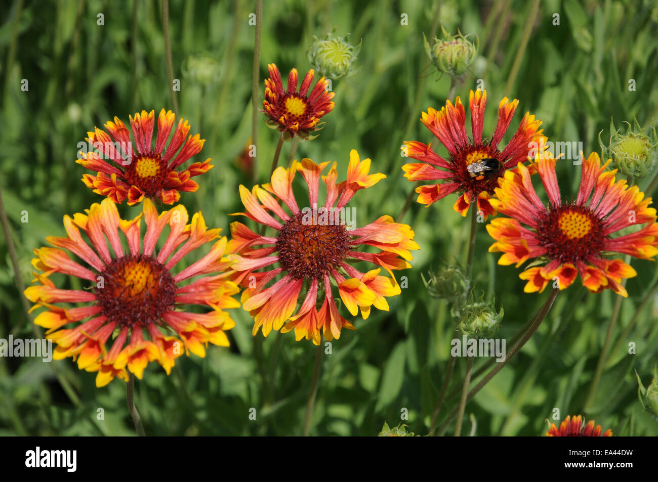 Blanket flower Stock Photo - Alamy