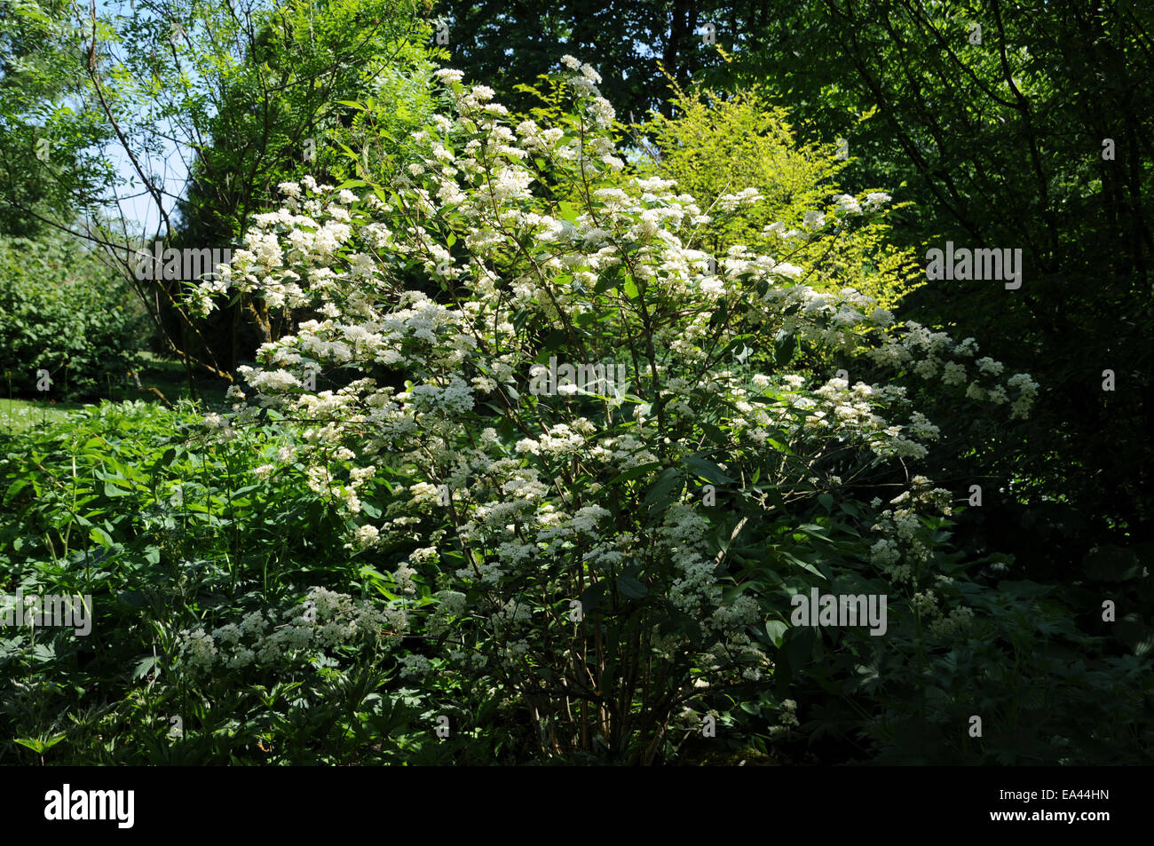 Deutzia parviflora Stock Photo
