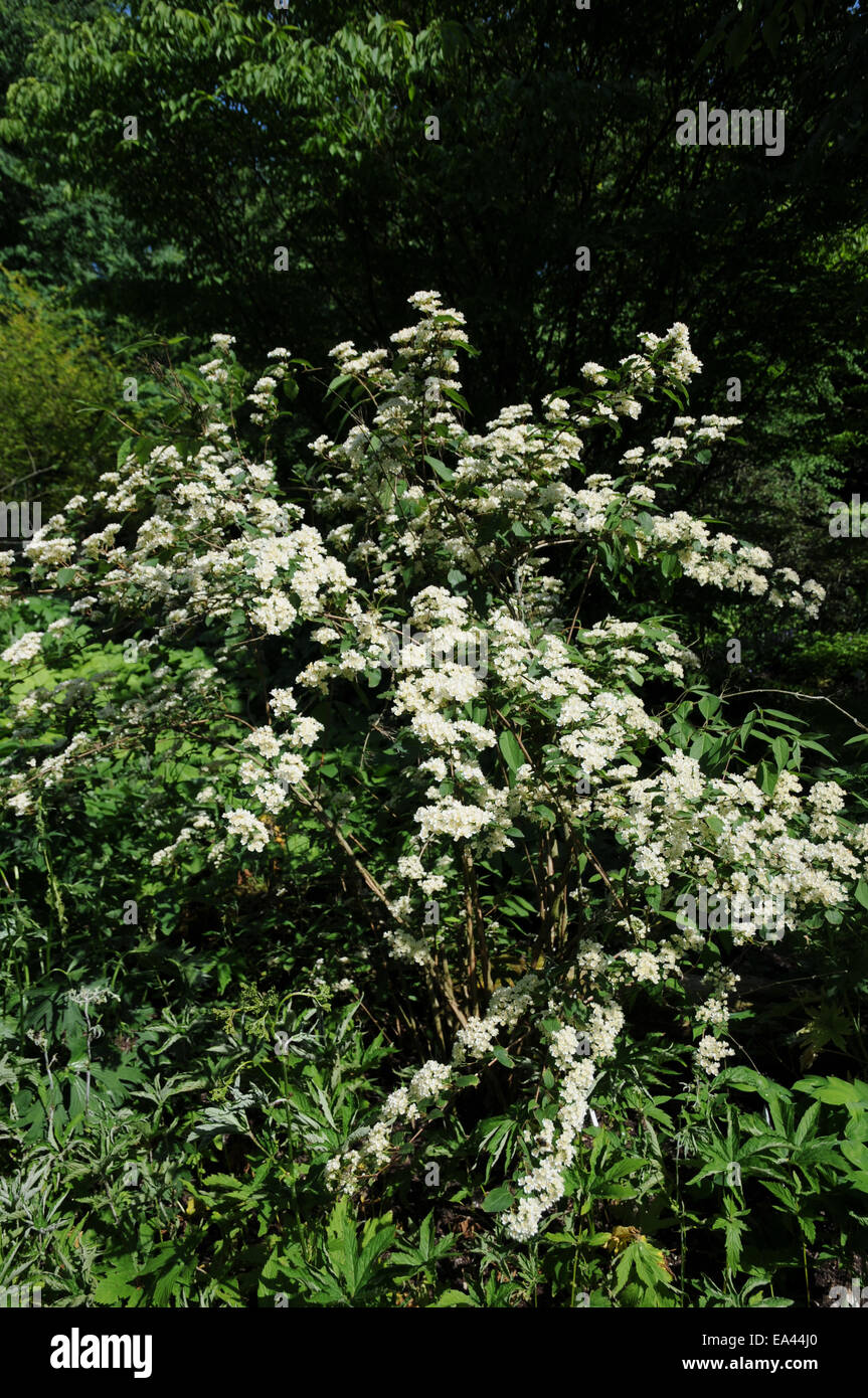 Deutzia parviflora Stock Photo