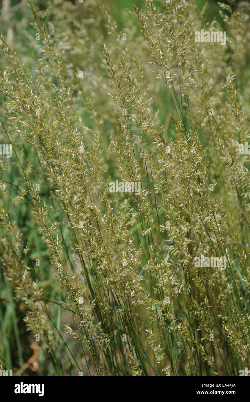 June grass Stock Photo