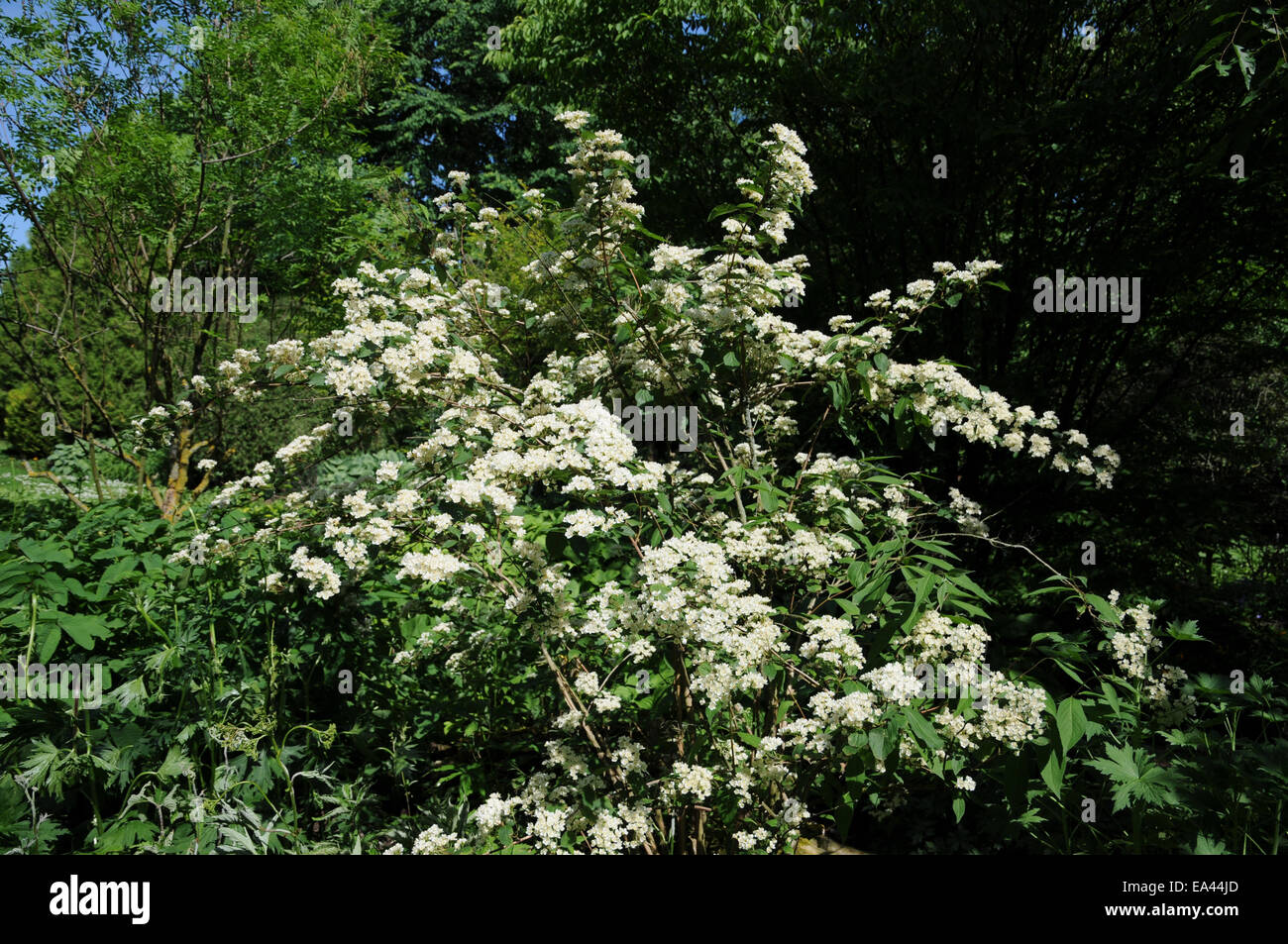 Deutzia parviflora Stock Photo