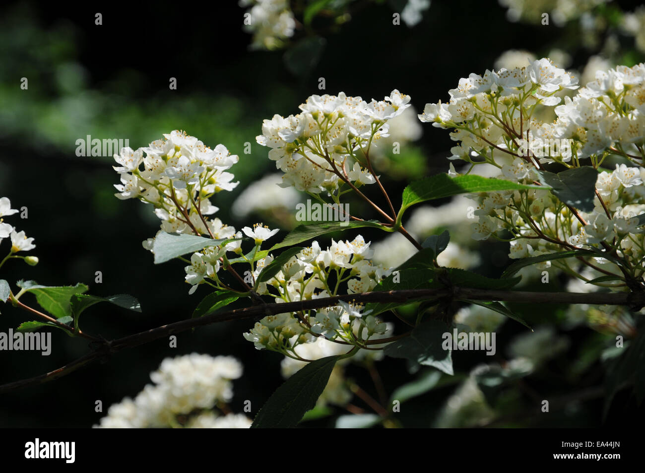 Deutzia parviflora Stock Photo