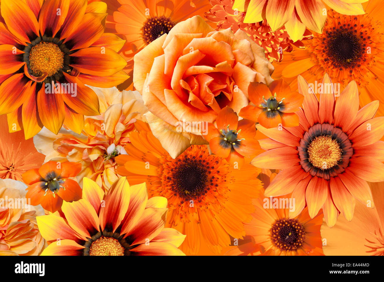 orange flowers Stock Photo