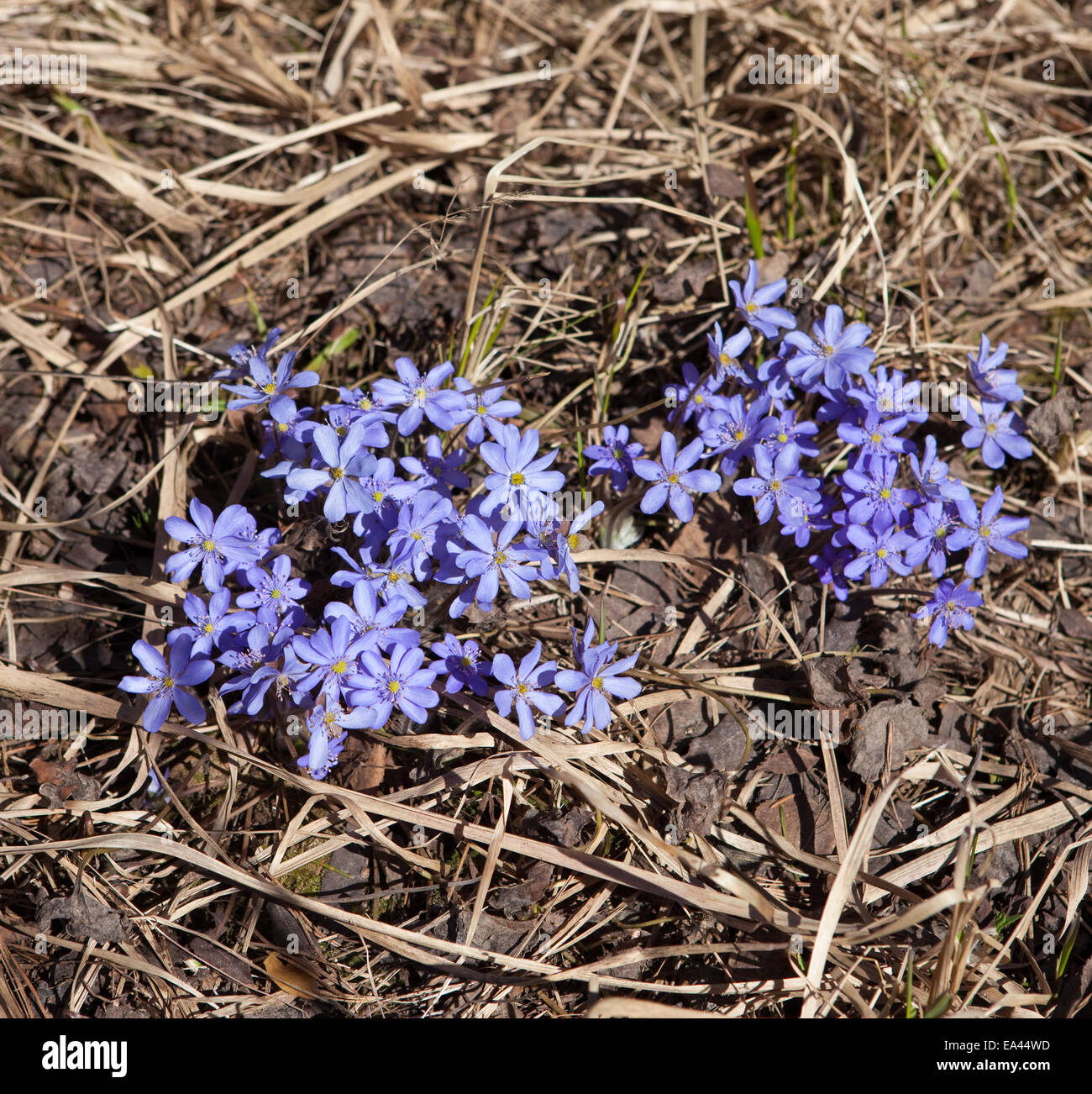 The first spring flowers - blue snowdrops Stock Photo - Alamy