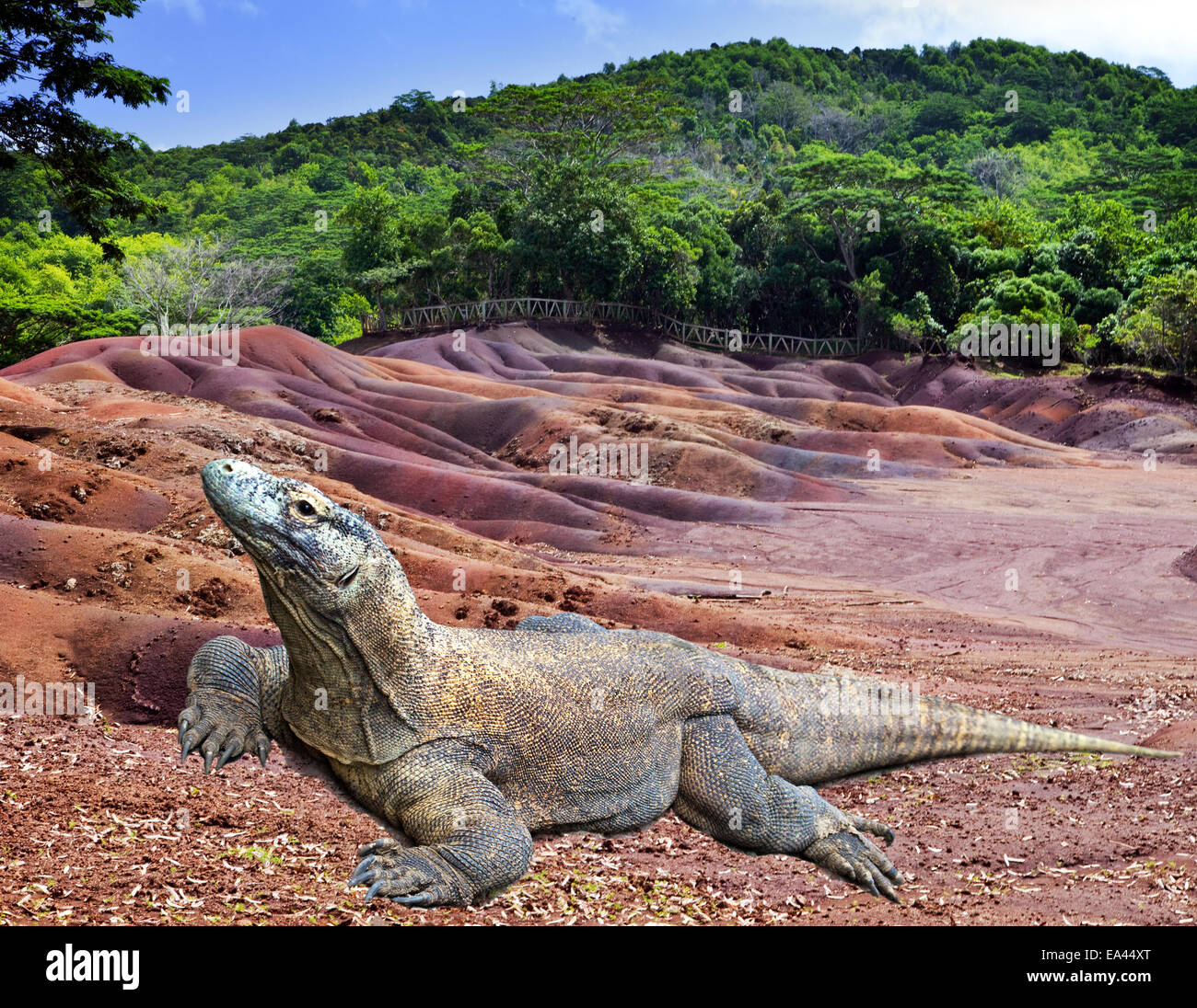 Large monitor lizard on multi color sand Stock Photo Alamy
